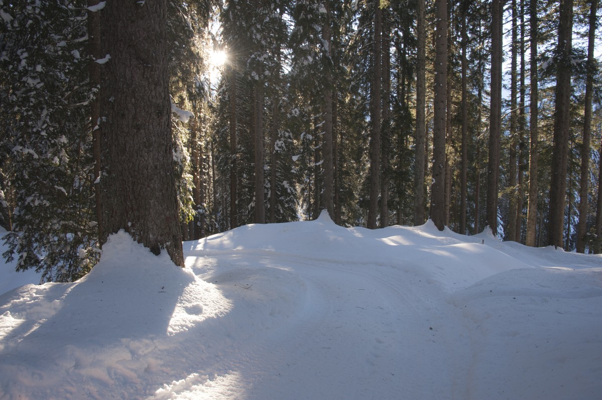 Winterwanderweg_RodelnLuisa_Winterbilder_Tropfen_Bäume_0281_1.jpg